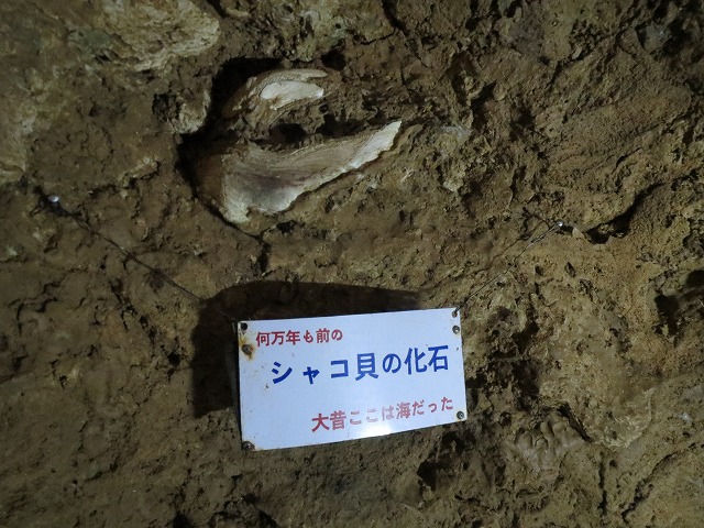 シャコ貝