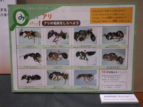大阪市立自然史博物館2017年9月中旬8　アリの名前を調べよう