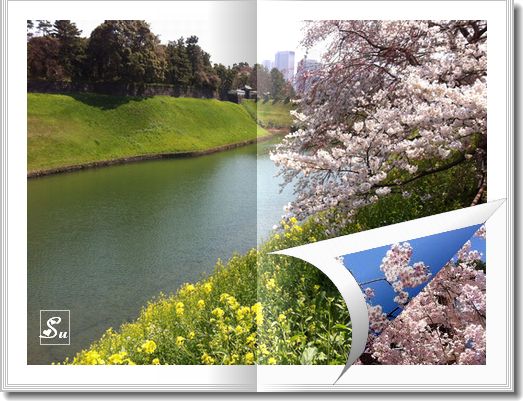 くるりん本 ・　千鳥が淵の桜