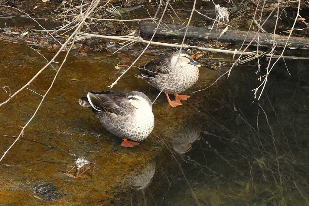 515