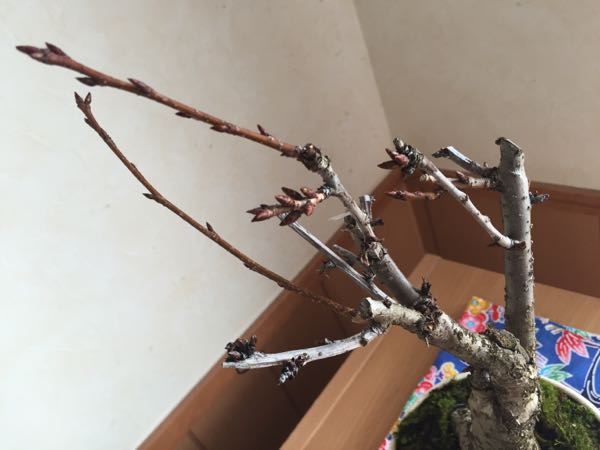 rblog-20160305234730-01.jpg