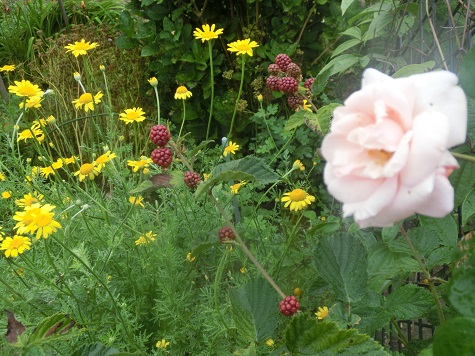 ブラックベリーとニュードン