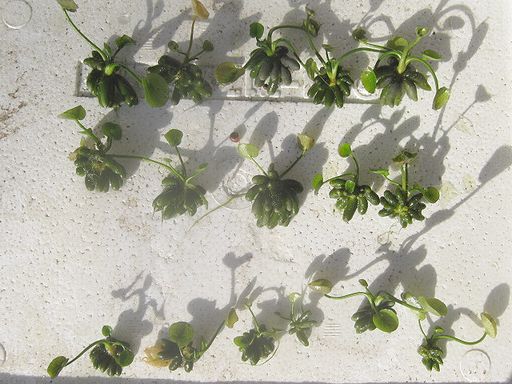 IMG_1918.JPG