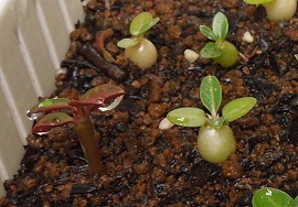 パキポエブレネウム8-30-1