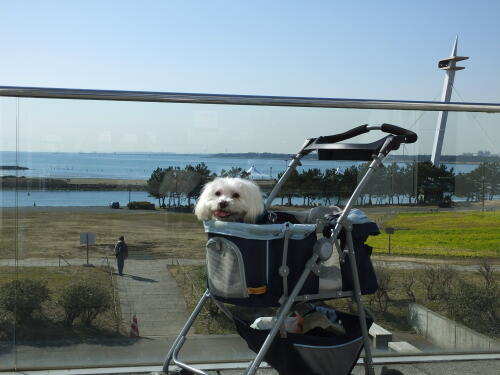 葛西臨海公園にて