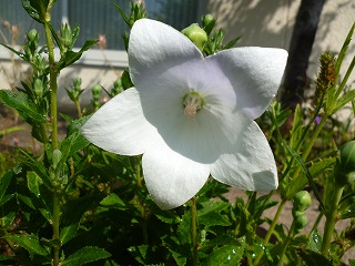 P1200958ss.jpg