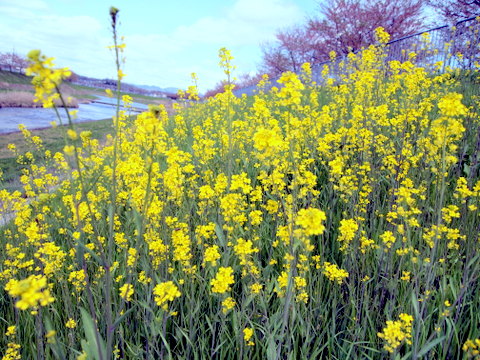 セイヨウカラシナ・花盛り