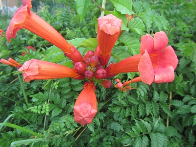 花１７.jpg