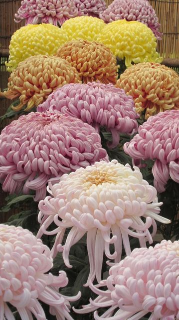 菊.jpg