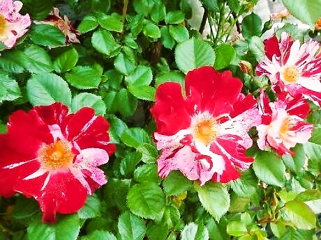 read_picCABA8SVO.jpg