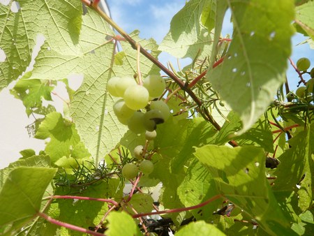 2葡萄7.29 4504.jpg