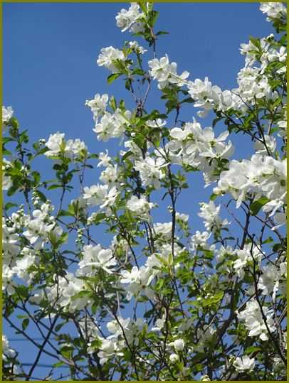 令和４年４月10日 利休梅千利休を偲びおり 花の歳時記 天南星の魅力 山野草 楽天ブログ