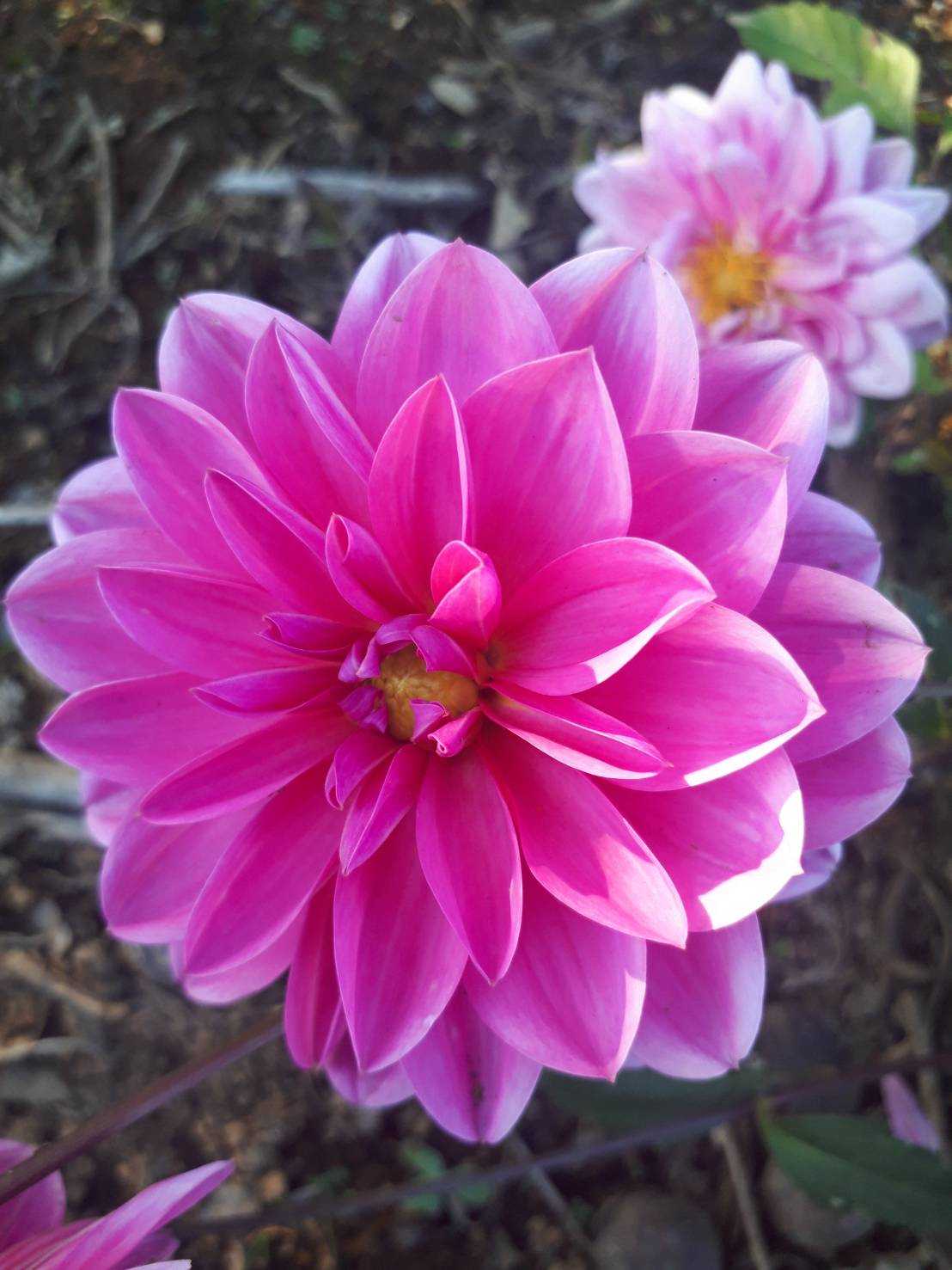 花 花の写真 楽天ブログ