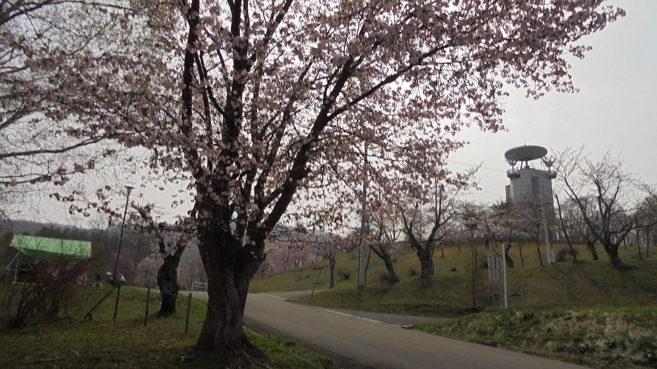 北海道旅先 東明公園の桜 美唄市東明町の丘陵地にある都市公園 Nv350 キャラバンの新車ルートバン3人乗りをベースに車中泊用にベットなどの内装を自作しました Youtube にオートキャンプ場など出かけた先を動画にしてupしてます 楽天ブログ
