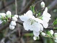 ３月５日の誕生花 モモ 白 の花言葉 純真 白いモモ 桃 の花の 人柄の良さ 弥生おばさんのガーデニングノート 花と緑の365日 楽天ブログ