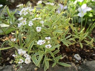 IMG_2665ss.jpg