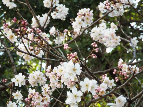 サクラ（桜）国立病院前