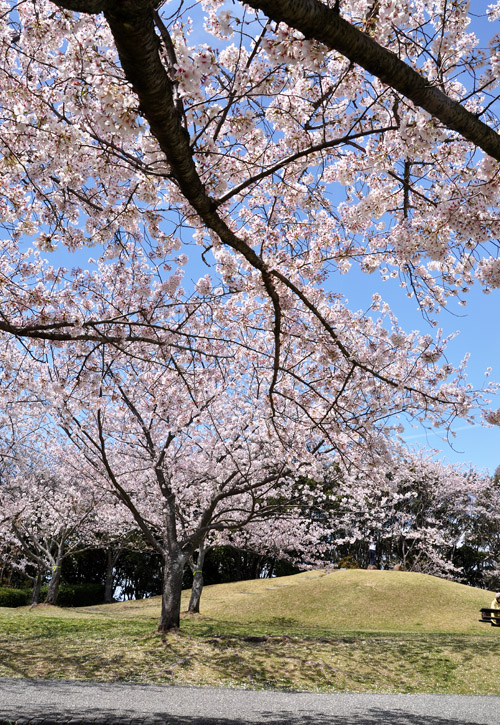 桜４