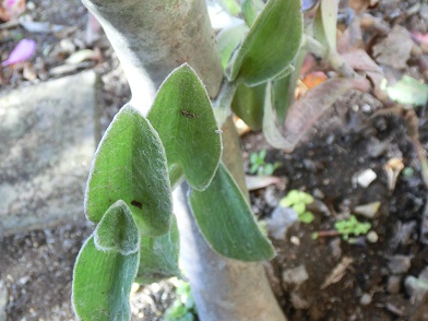 ホワイトベルベット