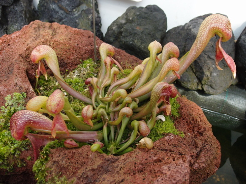 SK04ダーリングトニア