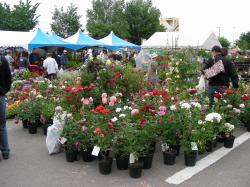 06-13花ファスタ (1).JPG