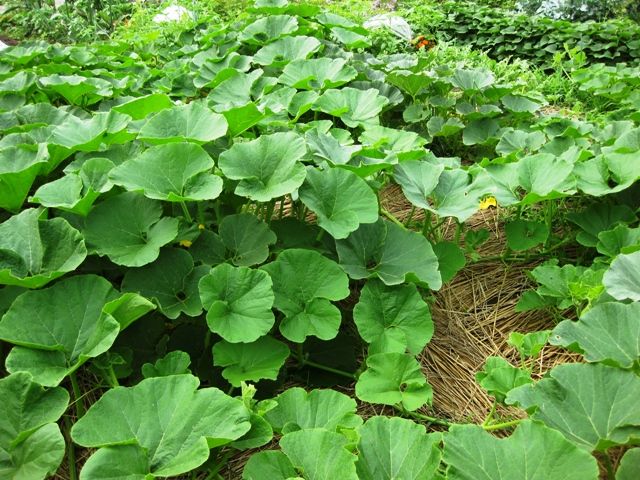 カボチャの巨大な葉っぱが45cmに 青パパイヤと家庭菜園日記 楽天ブログ