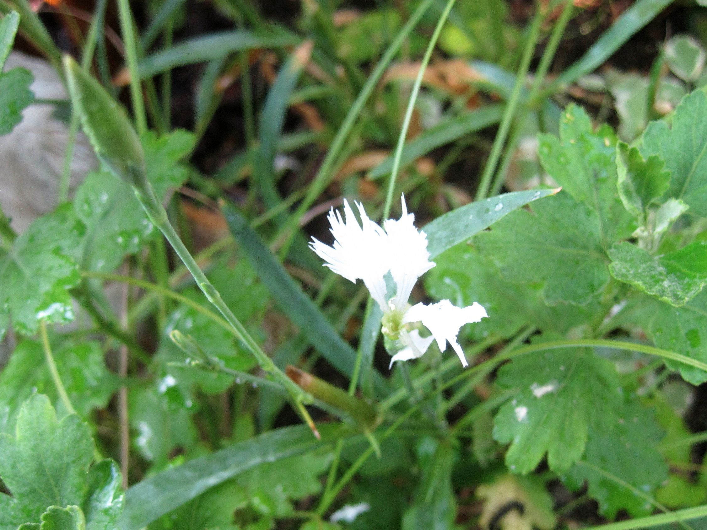 夏の白い花いろいろ・・・ | たねをまく日々 - 楽天ブログ