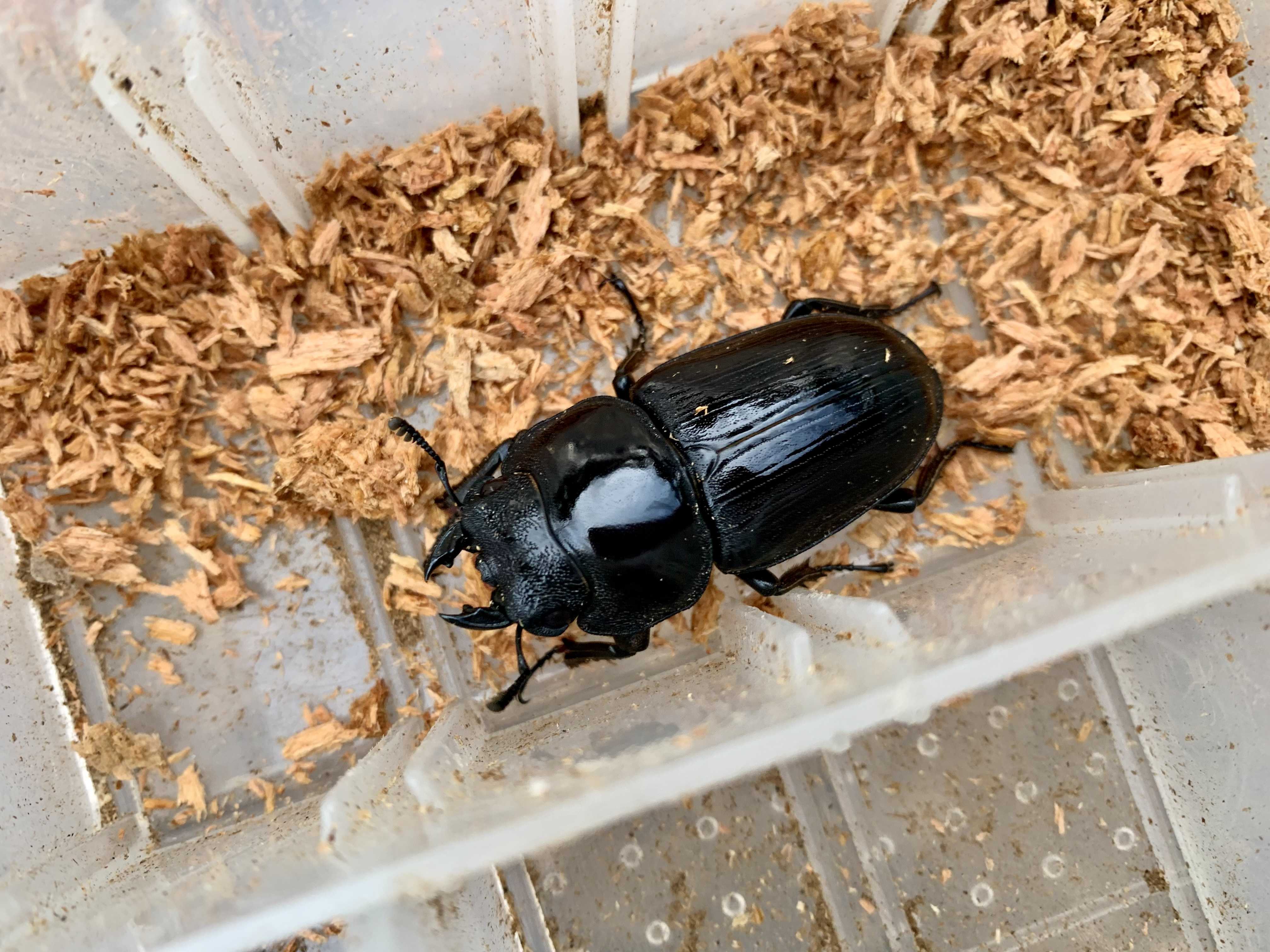 愛知県産オオクワガタ ：クワガタムシ・カブトムシのオンライン