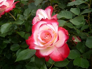 20120520(13).jpg