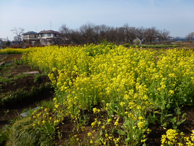 44 菜の花