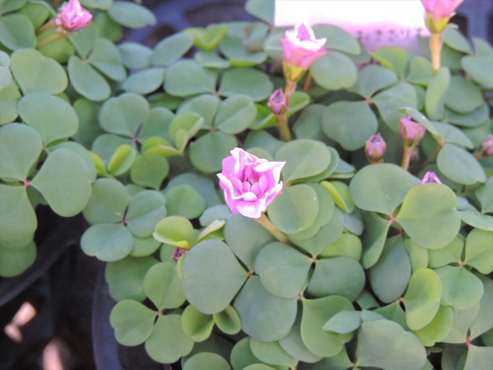 八重咲きオキザリス ポンポン 田舎の花屋日記 楽天ブログ