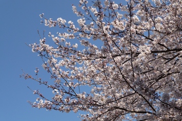 2012sakura2