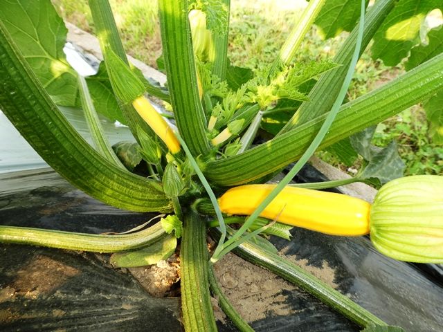 ズッキーニ まもなく収穫 青パパイヤと家庭菜園日記 楽天ブログ