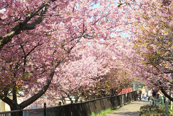 河津桜