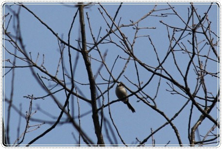 森林公園-26 エナガ-2 13.3.24