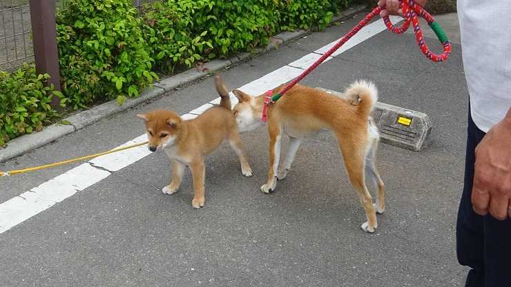 楓母ちゃんと再会 ～ハル、リード初装着の巻～ | 柴楽日記 - 楽天ブログ