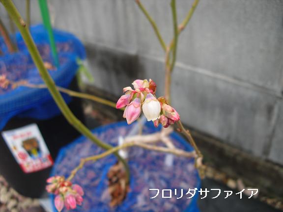 サファイア