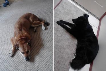 スティ先の犬たち