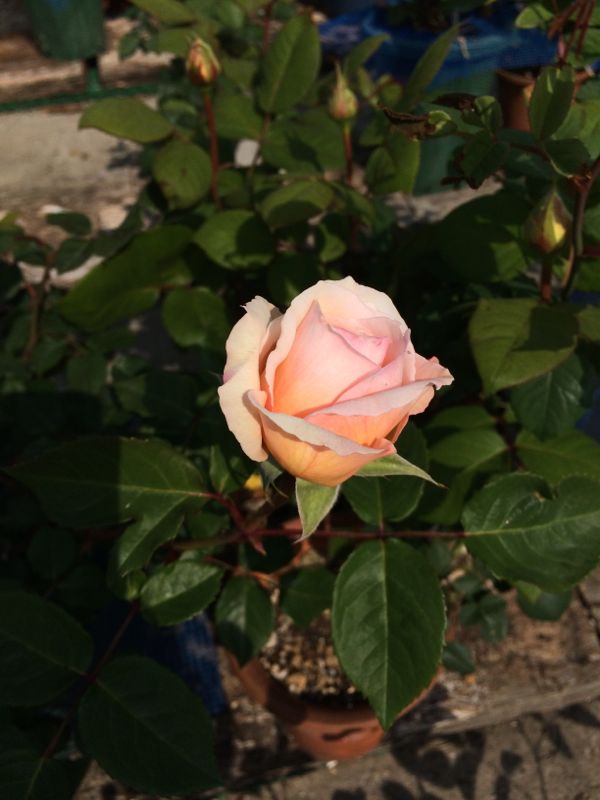 rblog-20140509111928-03.jpg