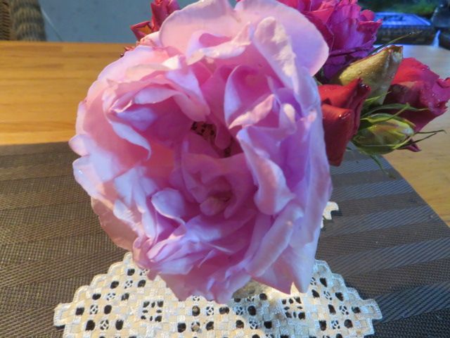 剪定前のバックアップの挿し木と個性的な輸入バラ エクスファクター ばぁばの薔薇の花園 楽天ブログ