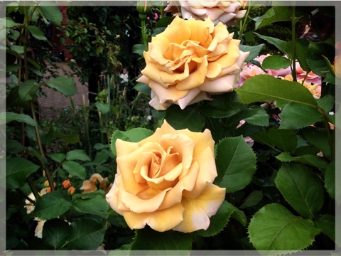 ローズ&グラスガーデン