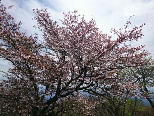 丹沢は富士桜が可憐 丹沢の花 山への情熱 音楽への愛 楽天ブログ