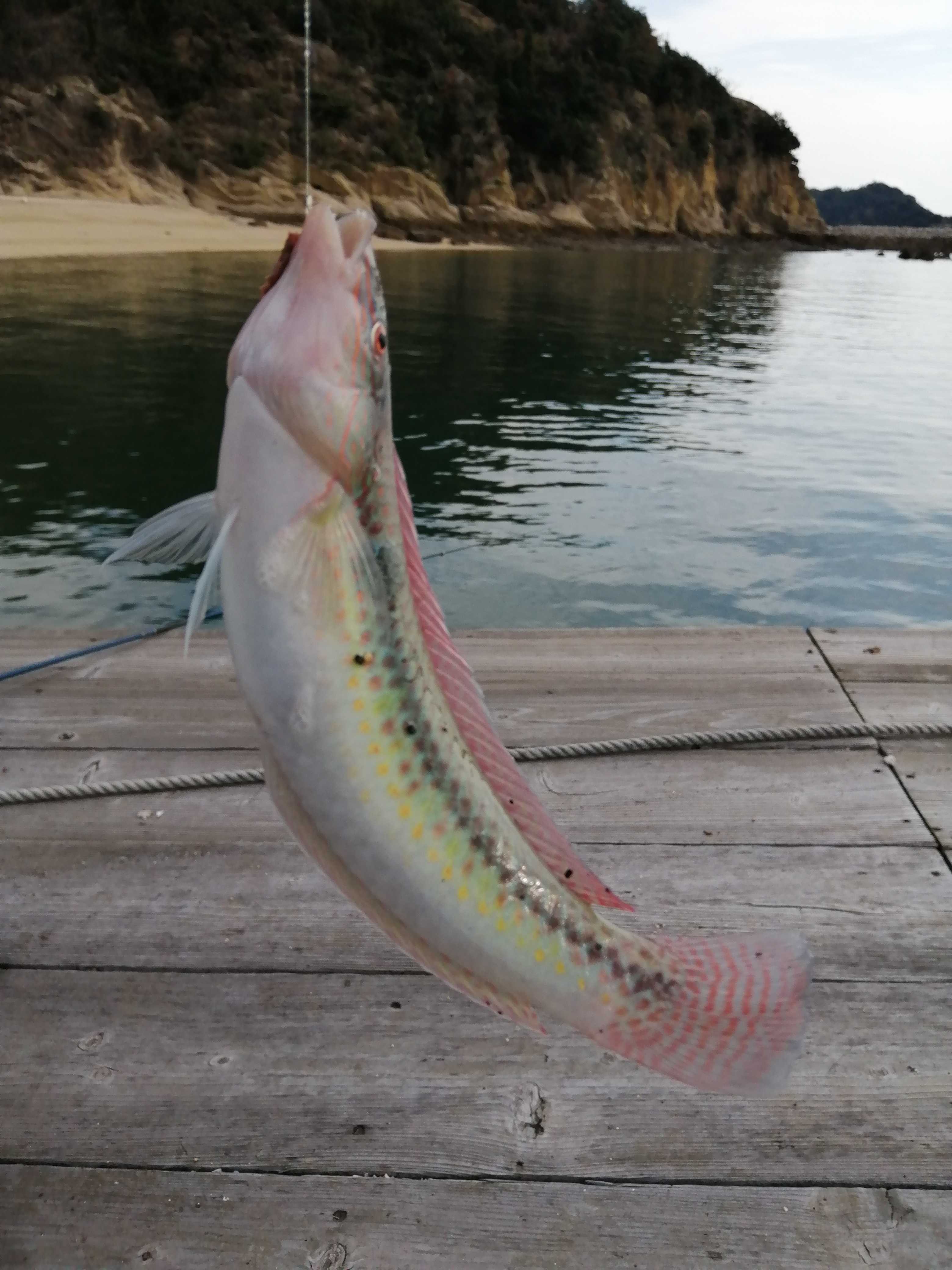 大物が大漁の海の分水嶺での釣 古民家ライフスタイル 楽天ブログ