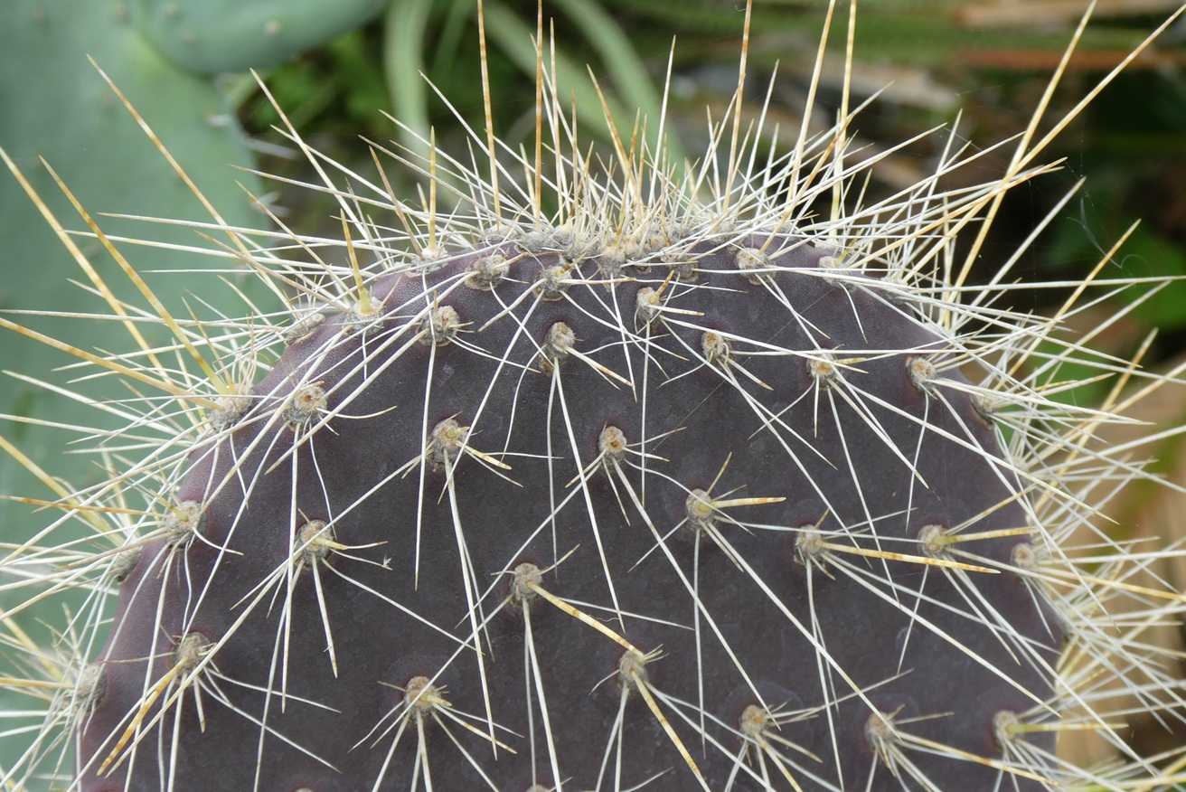 黒肌白刺ガラパゲイア(Opuntia galapageia hensl) | 小平太1098