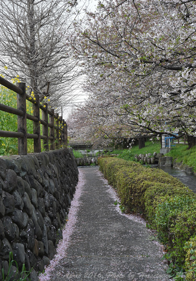 20160409_1637CherryBlossom_02