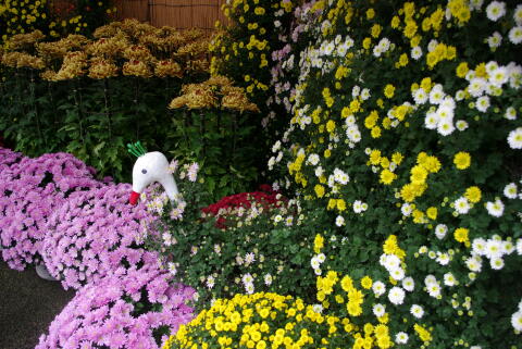 湯島天神 菊まつり