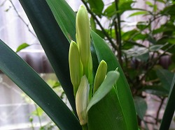 キイロクンシラン