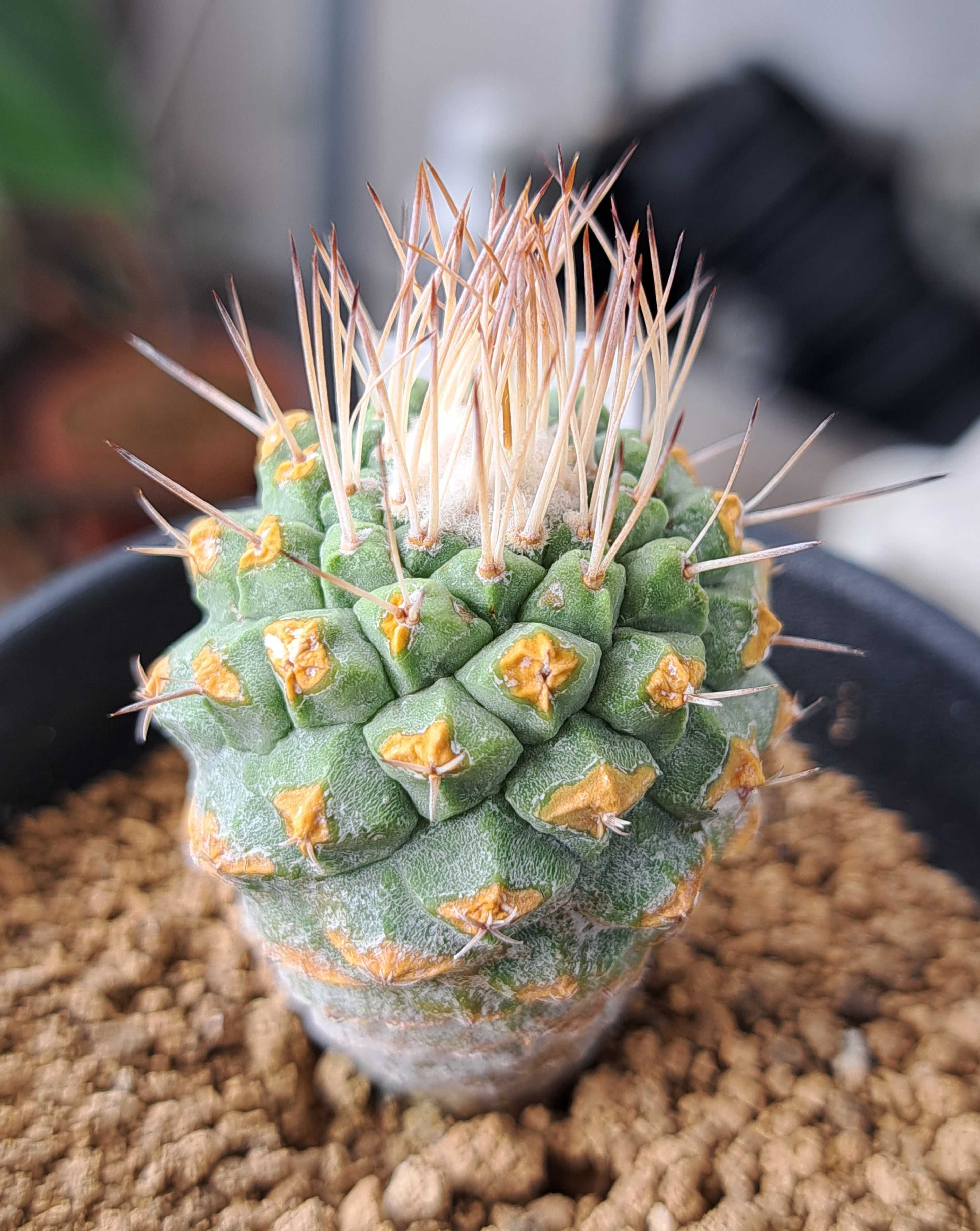 ストロンボカクタス 菊水 モンスト 群生 Strombocactus disciformis