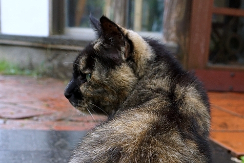 猫の一瞥