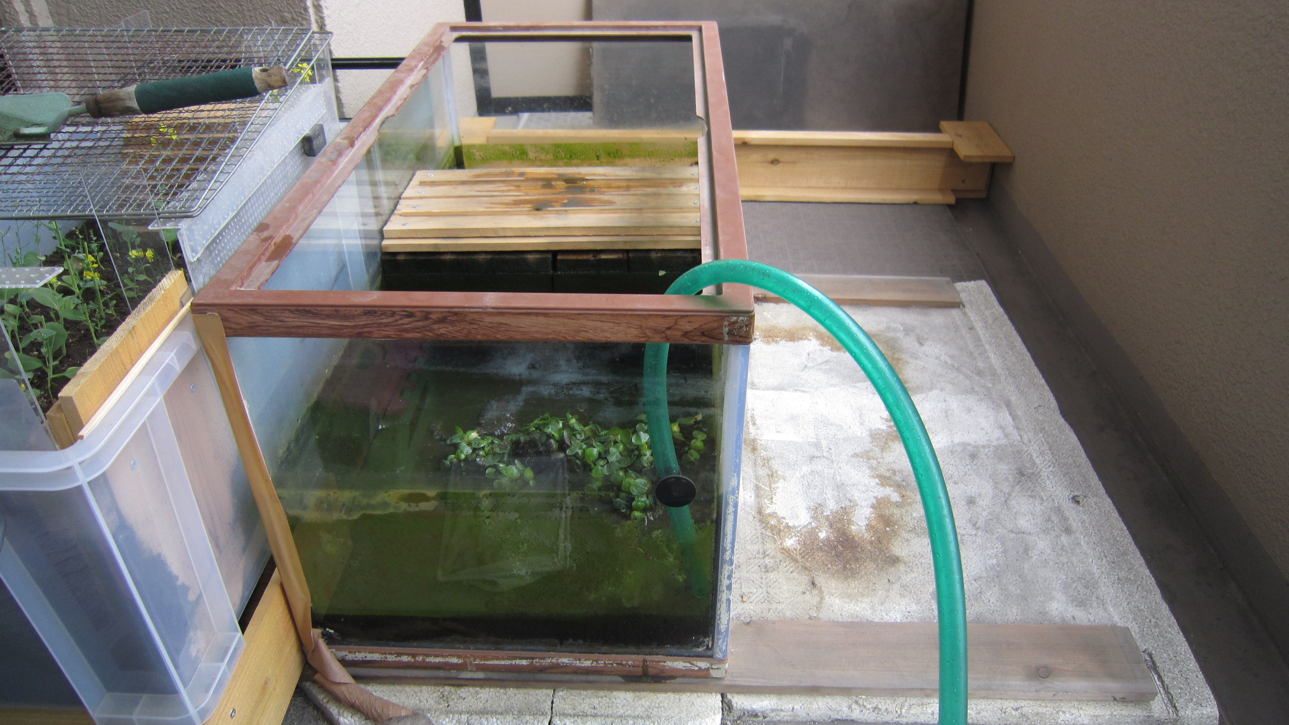 2ページ目の イシガメ水槽の改善 イシガメの水換えいらずの飼育 楽天ブログ